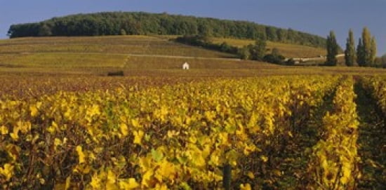 Vineyard on a landscape Bourgogne France Canvas Art - Panoramic Images (24 x 12)