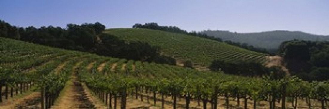 Vineyard on a landscape Napa Valley California USA Canvas Art - Panoramic Images (18 x 6)