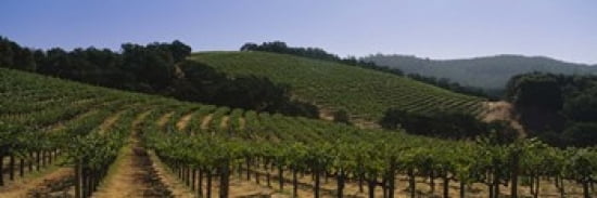 Vineyard on a landscape Napa Valley California USA Canvas Art - Panoramic Images (36 x 12)
