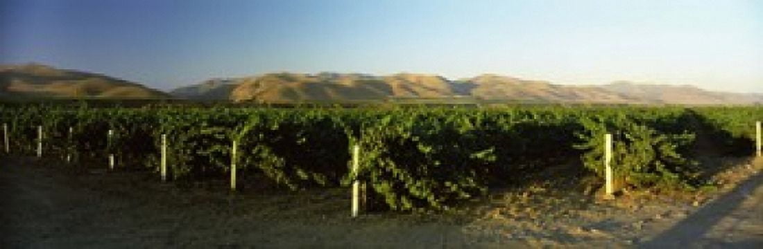Vineyard on a landscape Santa Ynez Valley Santa Barbara County California USA Canvas Art - Panoramic Images (18 x 6)