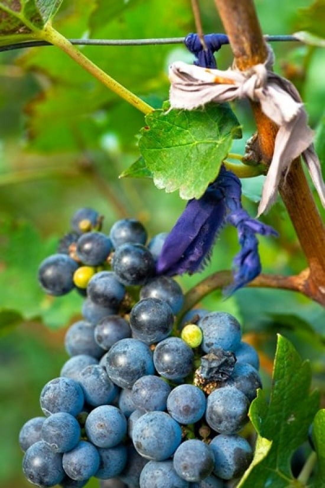 Vineyard operated by Dynasty winery near Jixian Tianjin province China Canvas Art - Janis Miglavs DanitaDelimont (11 x 17)