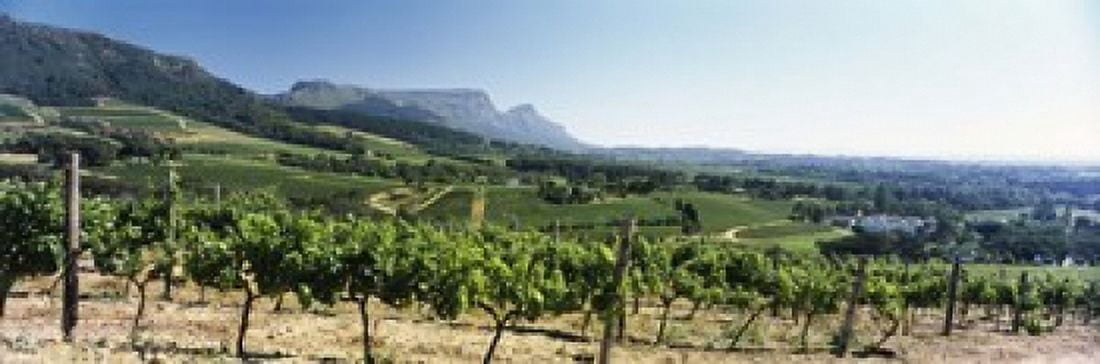Vineyard with Constantiaberg Range and Table Mountain Constantia Cape Town Western Cape Province South Africa Canvas Art - Panoramic Images (18 x 6)