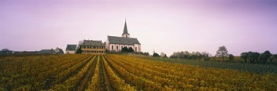 Vineyard with a church in the background Hochheim Rheingau Germany Canvas Art - Panoramic Images (36 x 12)