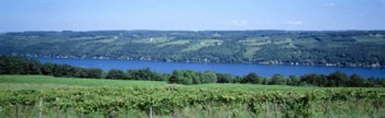 Vineyard with a lake in the background Keuka Lake Finger Lakes New York State USA Canvas Art - Panoramic Images (36 x 12)
