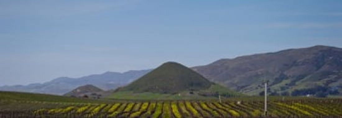 Vineyard with a mountain range in the background Edna Valley San Luis Obispo County California USA Canvas Art - Panoramic Images (18 x 7)