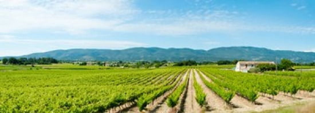 Vineyard with mountain in the background Ansouis Vaucluse Provence-Alpes-Cote dAzur France Canvas Art - Panoramic Images (18 x 7)