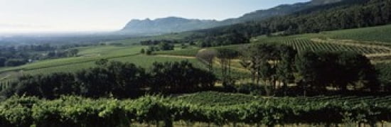 Vineyard with mountains Constantiaberg Constantia Cape Winelands Cape Town Western Cape Province South Africa Canvas Art - Panoramic Images (36 x 12)