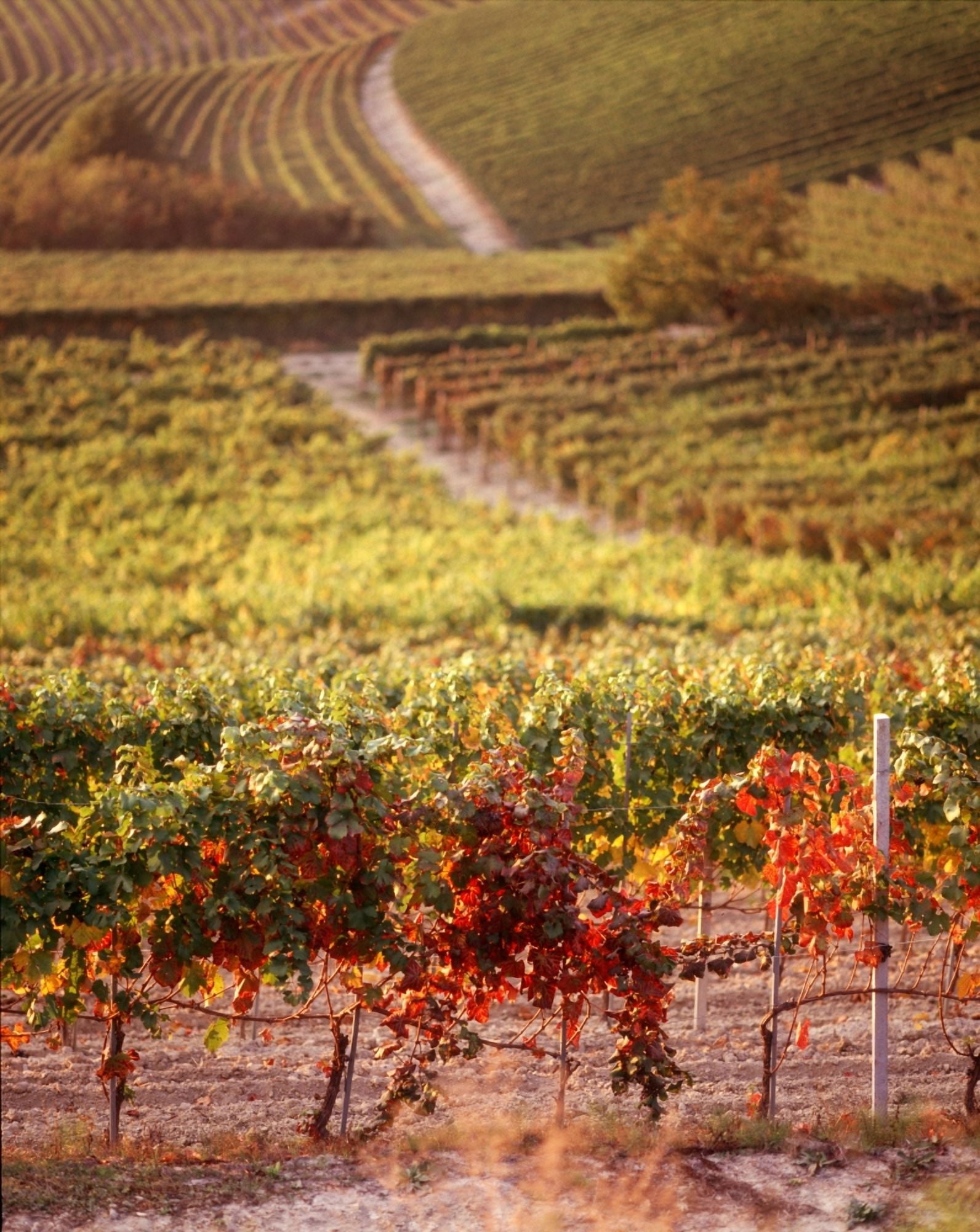 Vineyards Barbaresco DOCG Piedmont Italy Canvas Art - Panoramic Images (12 x 36)