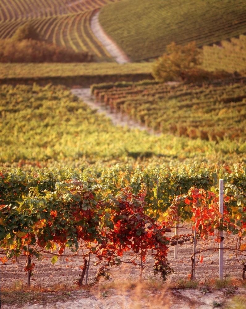 Vineyards Barbaresco DOCG Piedmont Italy Canvas Art - Panoramic Images (9 x 27)