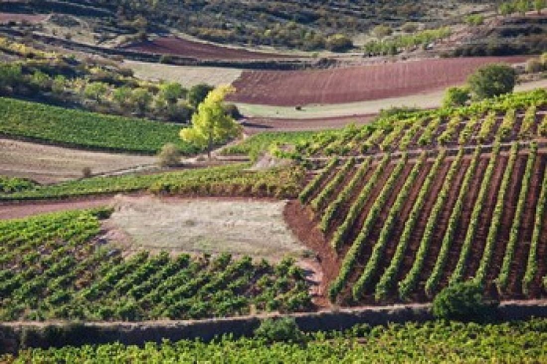 Vineyards Bobadilla Spain Canvas Art - Walter Bibikow DanitaDelimont (38 x 25)