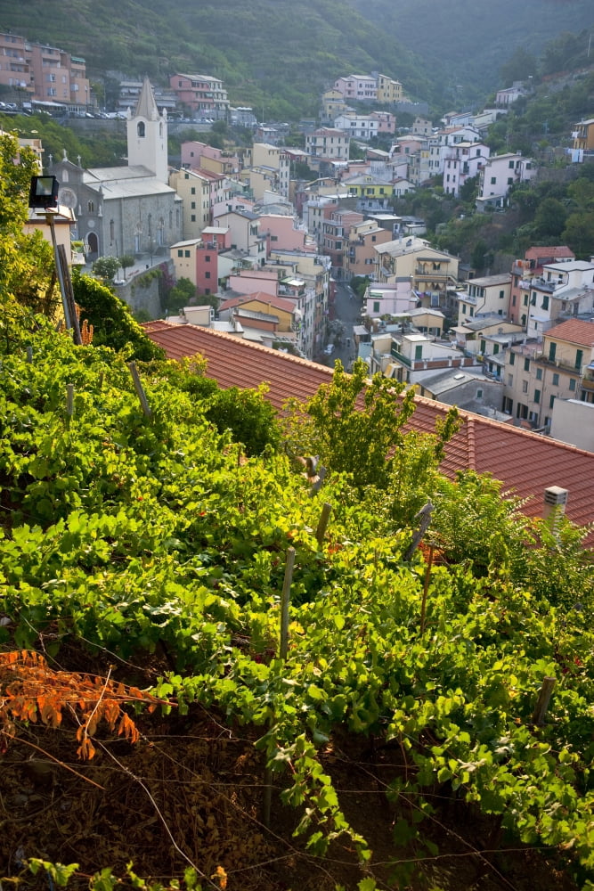 Vineyards In Riomaggiore Cinque Terra Liguria Italy Canvas Art - Carlos Sanchez Pereyra Design Pics (11 x 17)