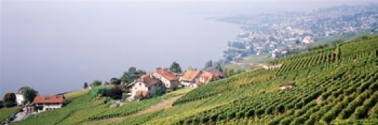 Vineyards Lausanne Lake Geneva Switzerland Canvas Art - Panoramic Images (36 x 12)