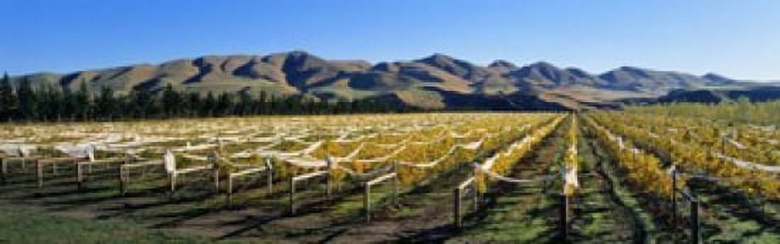 Vineyards N Canterbury New Zealand Canvas Art - Panoramic Images (18 x 6)