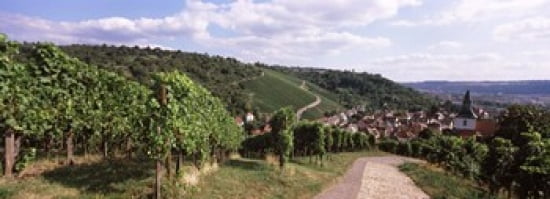 Vineyards Obertuerkheim Stuttgart Baden-Wurttemberg Germany Canvas Art - Panoramic Images (36 x 13)