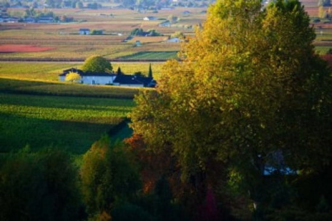 Vineyards Saint-Emilion Gironde Aquitaine France Canvas Art - Panoramic Images (36 x 24)