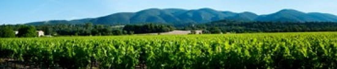 Vineyards along D27 Vaugines Vaucluse Provence-Alpes-Cote dAzur France Canvas Art - Panoramic Images (38 x 8)