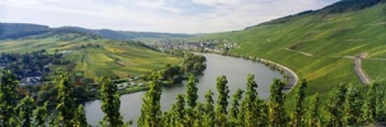 Vineyards along a river Moselle River Mosel-Saar-Ruwer Germany Canvas Art - Panoramic Images (36 x 12)