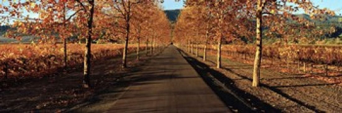Vineyards along a road Beaulieu Vineyard Napa Valley California USA Canvas Art - Panoramic Images (18 x 6)