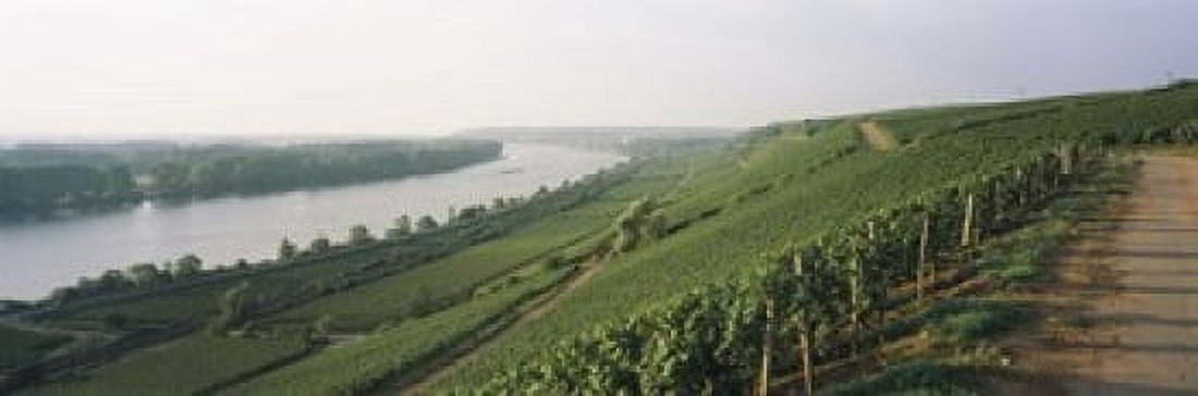 Vineyards along a river Niersteiner Hang Rhine River Nackenheim Mainz-Bingen Rheinhessen Rhineland-Palatinate Germany Canvas Art - Panoramic Images (18 x 6)
