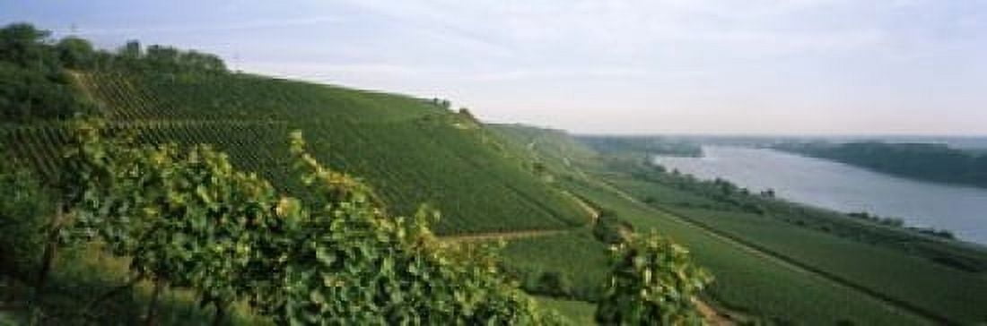 Vineyards along a river Niersteiner Hang Rhine River Nackenheim Mainz-Bingen Rhineland-Palatinate Rheinhessen Germany Canvas Art - Panoramic Images (18 x 6)