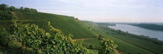 Vineyards along a river Niersteiner Hang Rhine River Nackenheim Mainz-Bingen Rhineland-Palatinate Rheinhessen Germany Canvas Art - Panoramic Images (36 x 12)