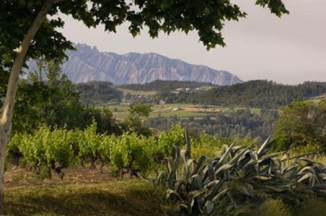 Vineyards and Cactus with Montserrat Mountain Catalunya Spain Canvas Art - Janis Miglavs DanitaDelimont (24 x 15)
