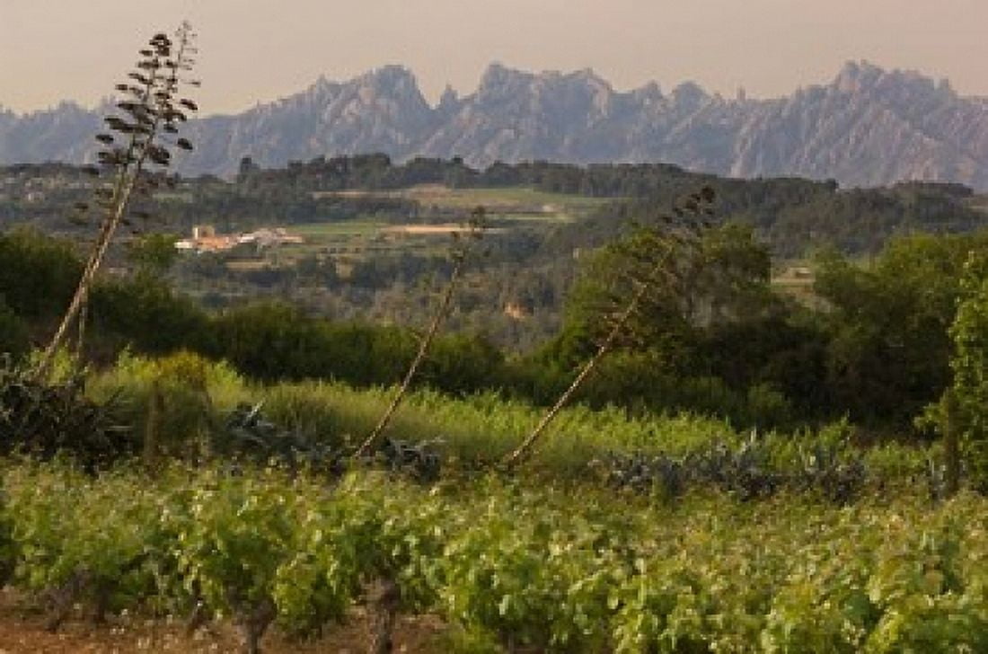 Vineyards and Cactus with Montserrat Mountain Catalunya Spain Canvas Art - Janis Miglavs DanitaDelimont (35 x 23)