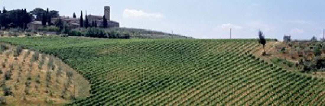 Vineyards and Olive Grove outside San Gimignano Tuscany Italy Canvas Art - Panoramic Images (18 x 6)