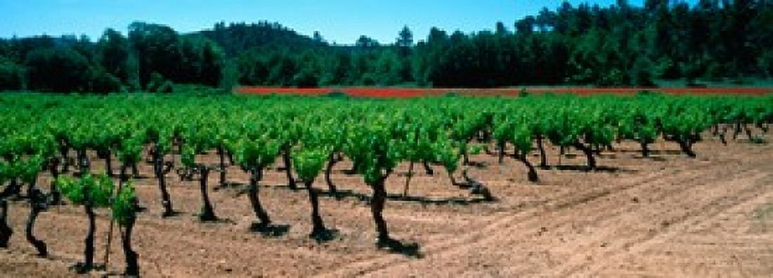 Vineyards and red poppies in summer morning light Provence-Alpes-Cote dAzur France Canvas Art - Panoramic Images (36 x 13)