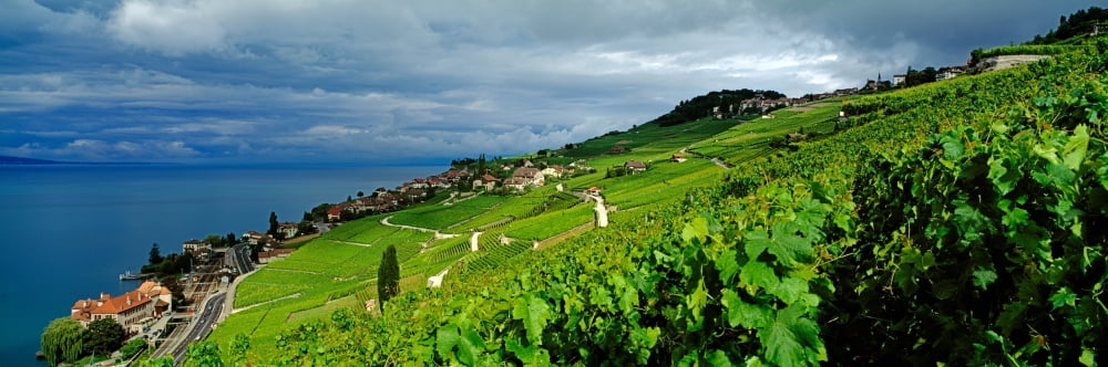 Vineyards and the town of Rivaz Lavaux-Oron Vaud Canton Switzerland Canvas Art - Panoramic Images (12 x 36)