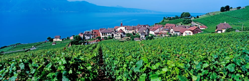 Vineyards and the town of Rivaz Lavaux-Oron Vaud Canton Switzerland Canvas Art - Panoramic Images (12 x 36)