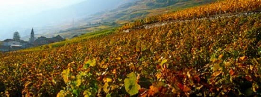 Vineyards and village in autumn Valais Canton Switzerland Canvas Art - Panoramic Images (30 x 12)