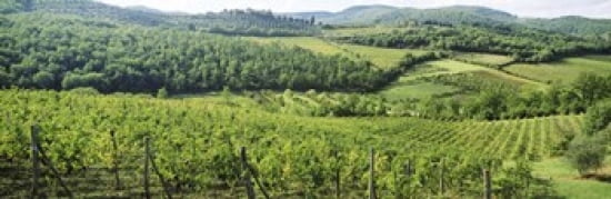 Vineyards in Chianti Region Tuscany Italy Canvas Art - Panoramic Images (36 x 12)