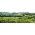 thumbnail image 1 of Vineyards in Chianti Region  Tuscany  Italy Poster Print by  - 36 x 12, 1 of 1
