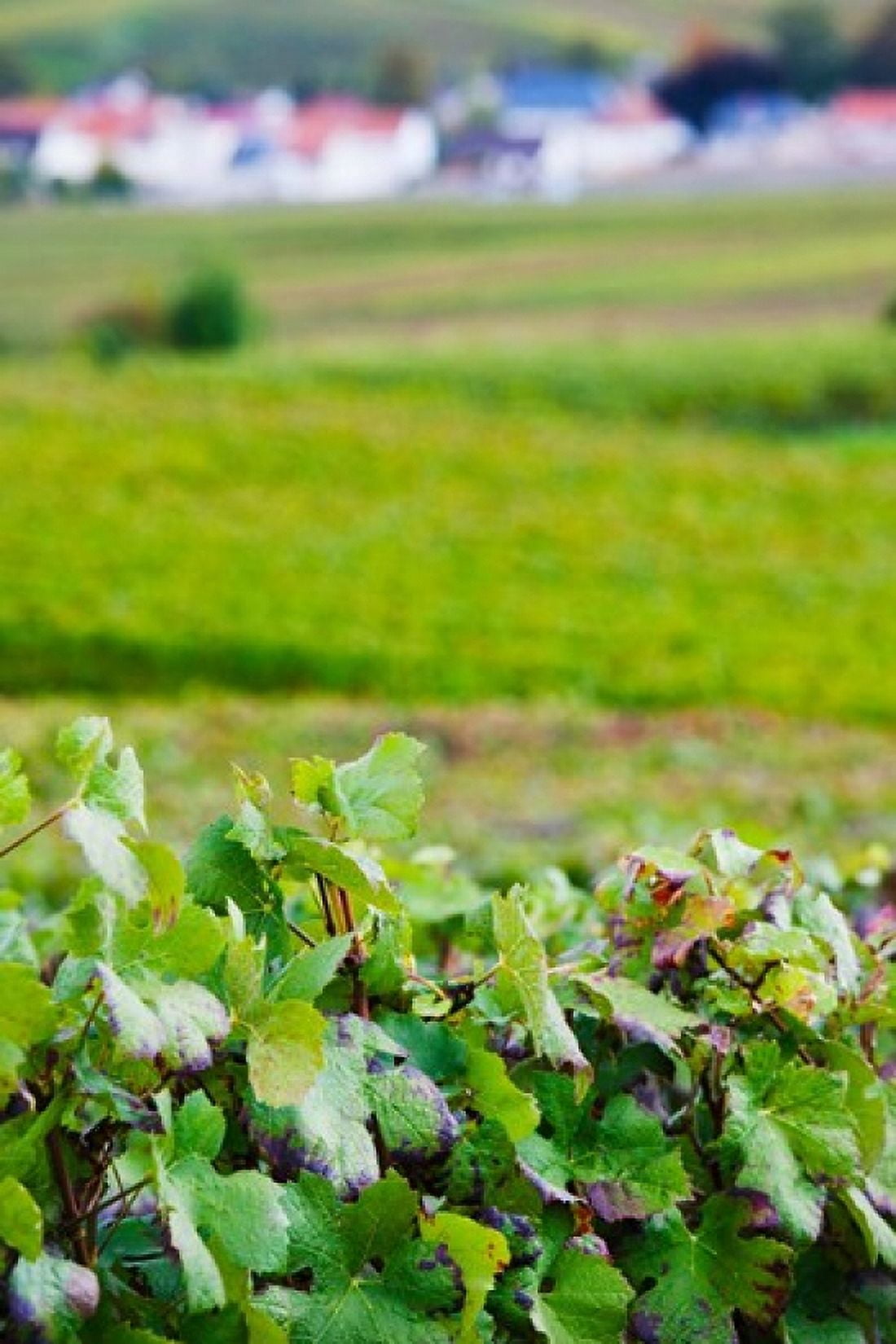 Vineyards in autumn Chigny-les-Roses Marne Champagne-Ardenne France Canvas Art - Panoramic Images (24 x 36)