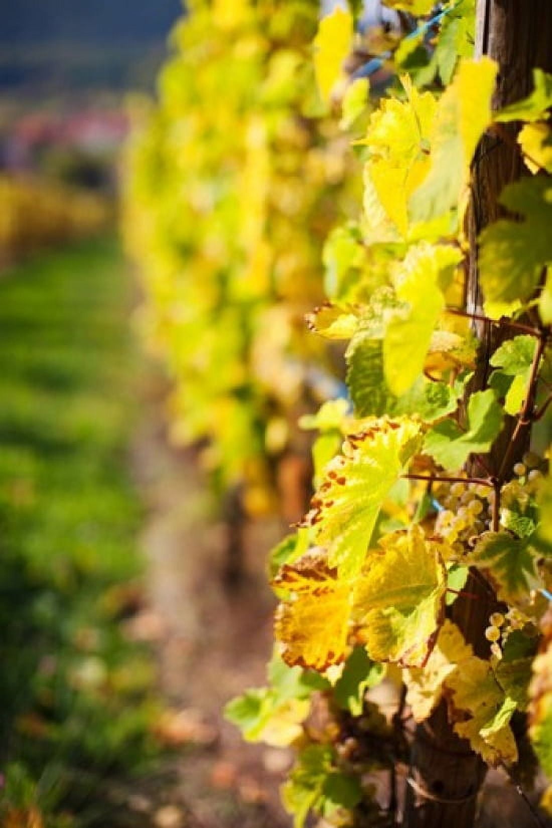 Vineyards in autumn Mittelbergheim Alsatian Wine Route Bas-Rhin Alsace France Canvas Art - Panoramic Images (24 x 36)