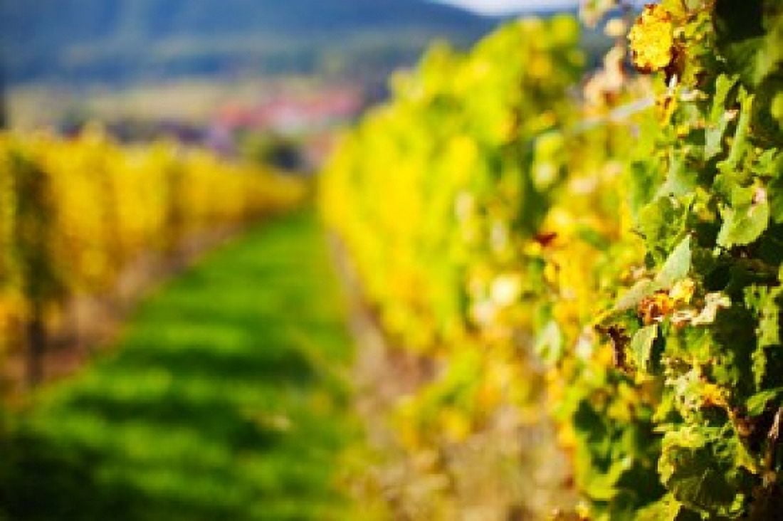 Vineyards in autumn Mittelbergheim Alsatian Wine Route Bas-Rhin Alsace France Canvas Art - Panoramic Images (36 x 24)