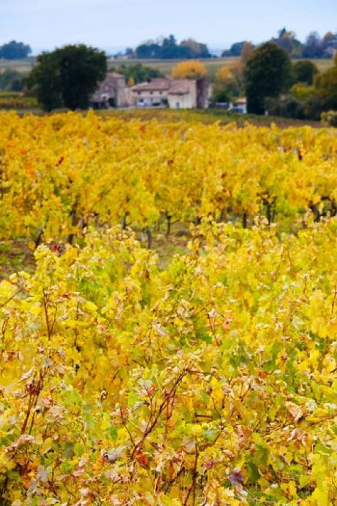 Vineyards in autumn Montagne Gironde Aquitaine France Canvas Art - Panoramic Images (24 x 36)