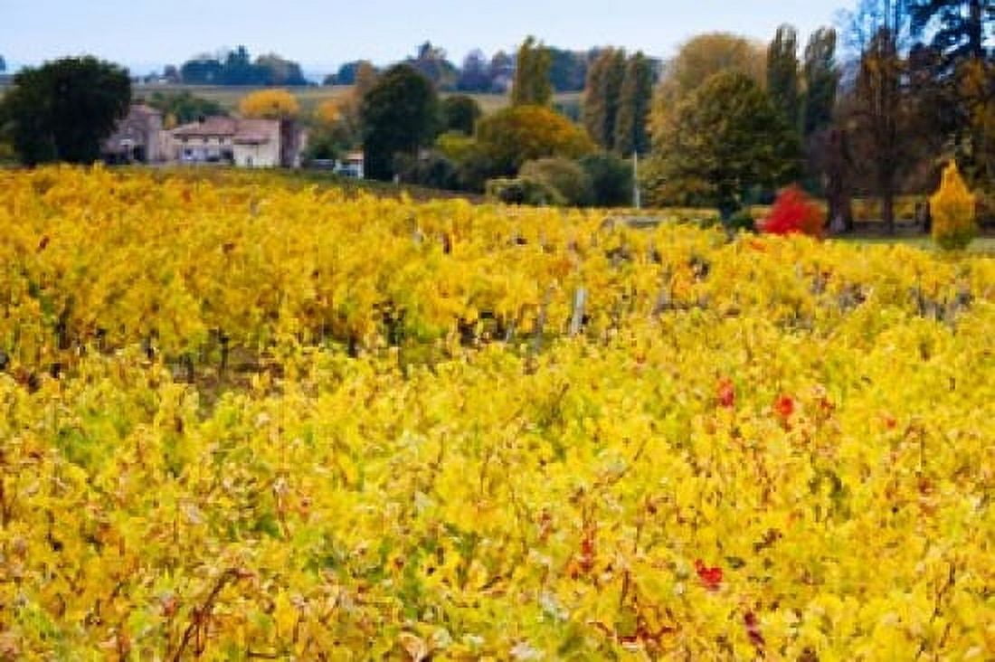 Vineyards in autumn Montagne Gironde Aquitaine France Canvas Art - Panoramic Images (36 x 24)