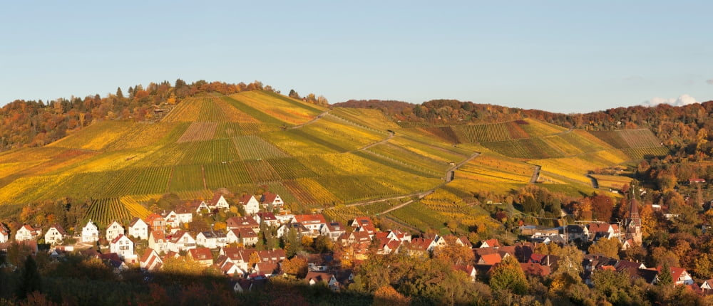 Vineyards in autumn Uhlbach Stuttgart Baden-Wurttemberg Germany Canvas Art - Panoramic Images (36 x 12)