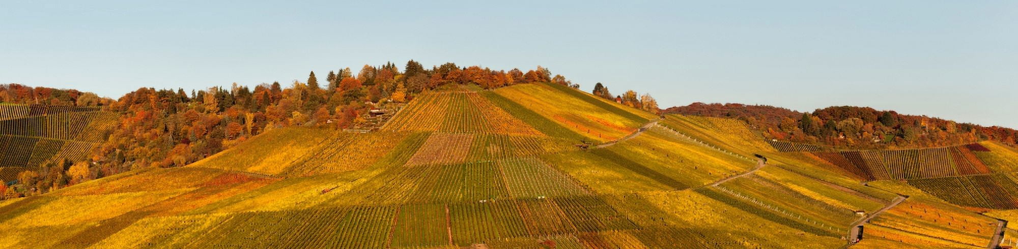 Vineyards in autumn Uhlbach Stuttgart Baden-Wurttemberg Germany Canvas Art - Panoramic Images (37 x 9)