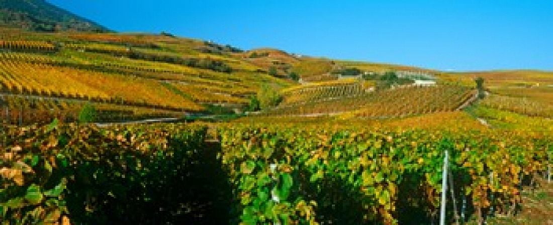 Vineyards in autumn Valais Canton Switzerland Canvas Art - Panoramic Images (30 x 13)