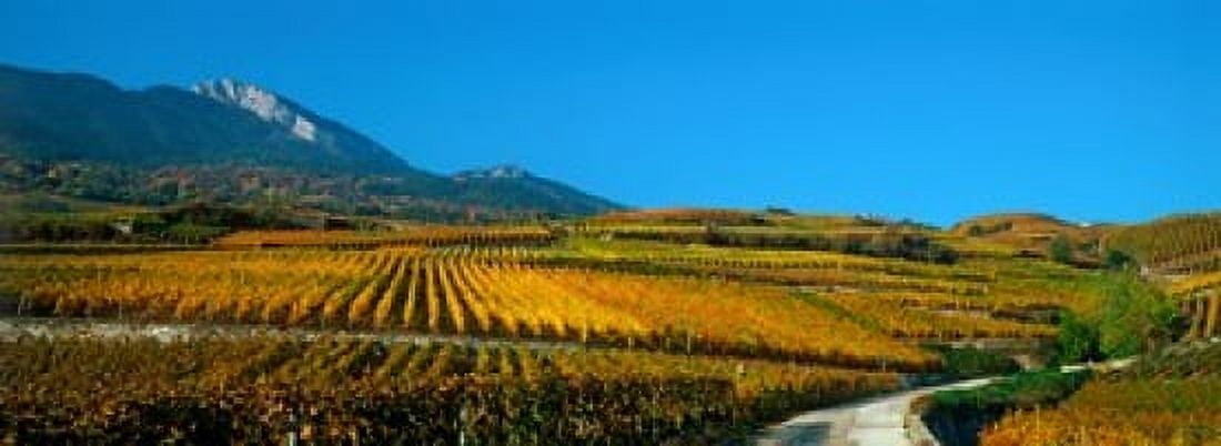 Vineyards in autumn Valais Canton Switzerland Canvas Art - Panoramic Images (36 x 13)