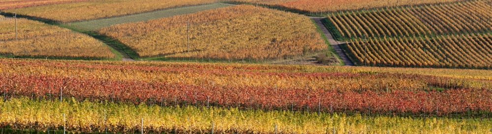 Vineyards in autumn near Gleisweiler German Wine Route Pfalz Rhineland-Palatinate Germany Canvas Art - Panoramic Images (36 x 12)