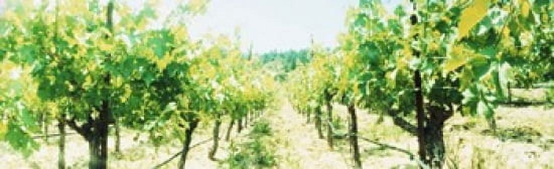 Vineyards in spring Napa Valley California USA Canvas Art - Panoramic Images (15 x 5)