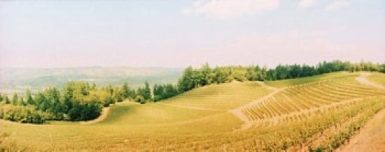 Vineyards in spring Napa Valley California USA Canvas Art - Panoramic Images (30 x 12)