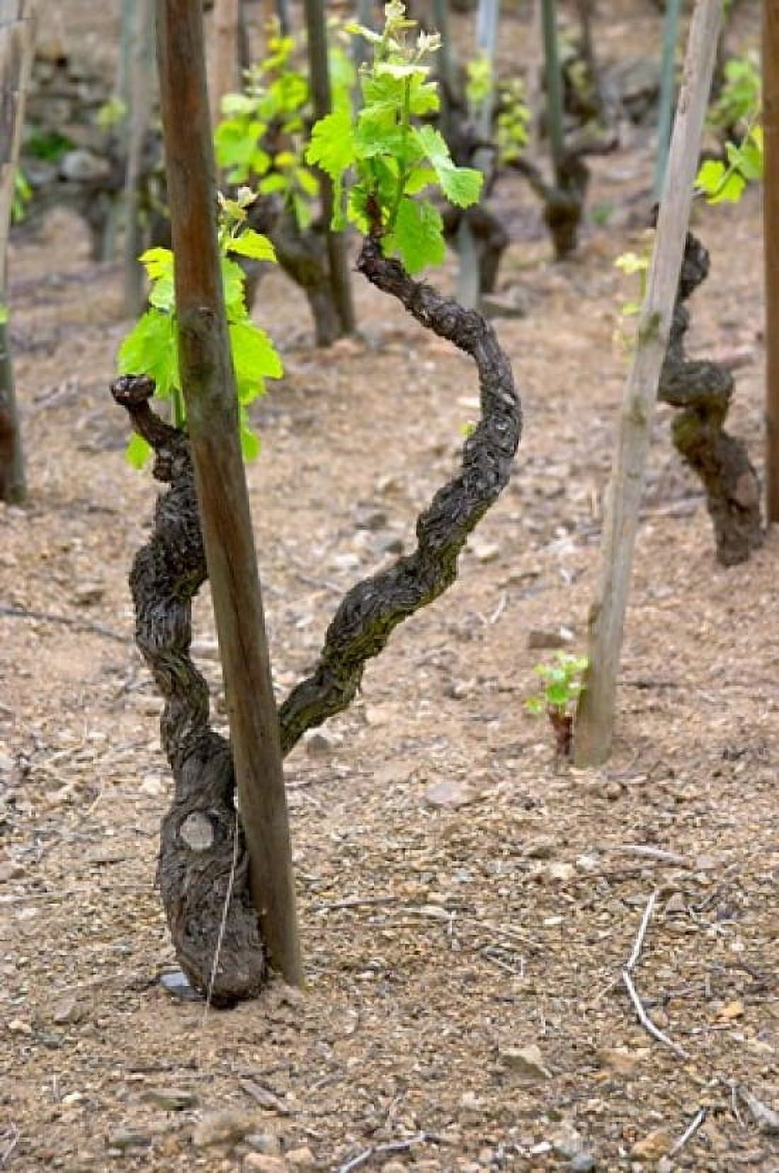 Vineyards in the Cote Rotie District Canvas Art - Per Karlsson DanitaDelimont (18 x 27)