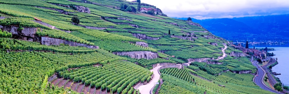 Vineyards in the Lavaux-Oron region Vaud Canton Switzerland Canvas Art - Panoramic Images (6 x 18)