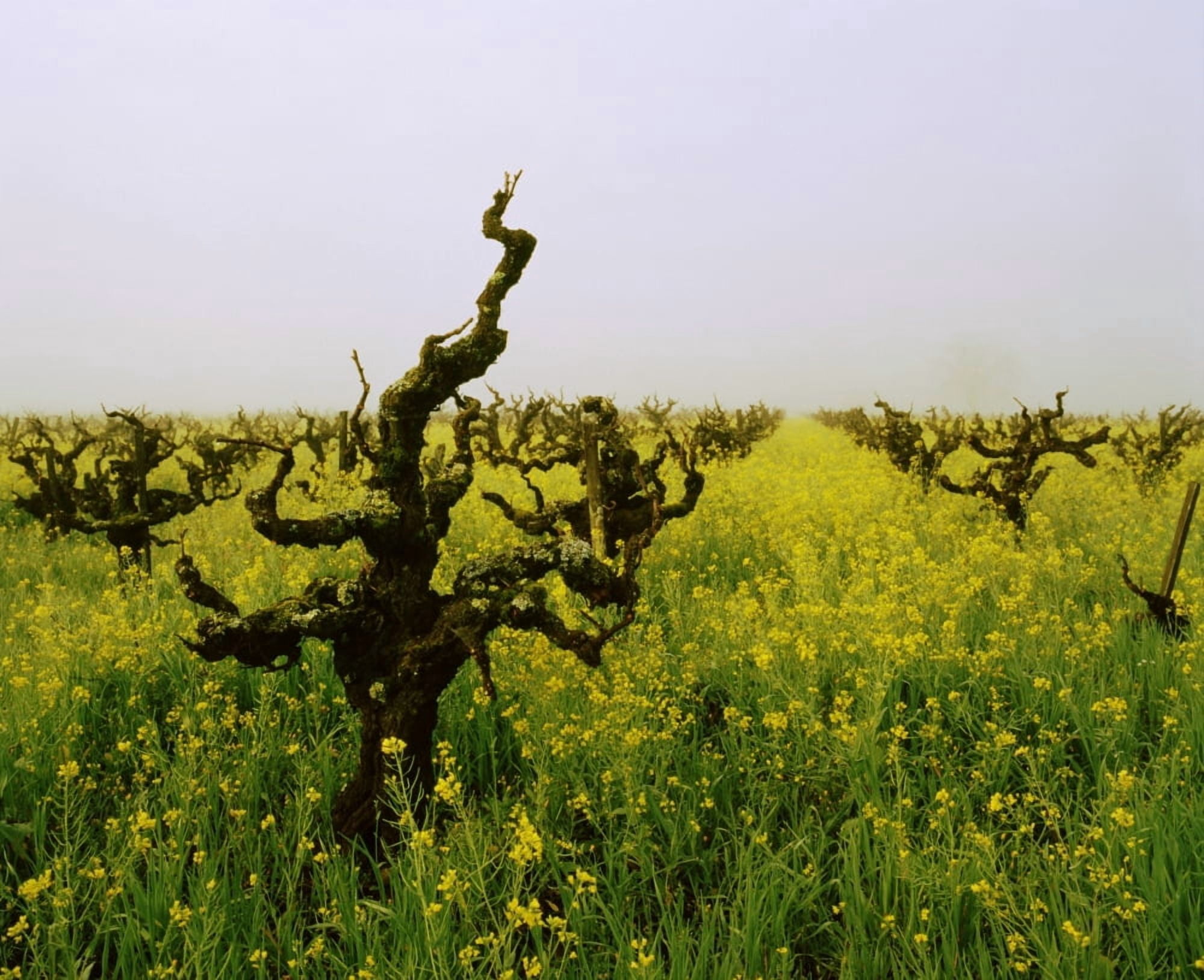 Vineyards in the fog Napa Valley California USA Canvas Art - Panoramic Images (29 x 36)