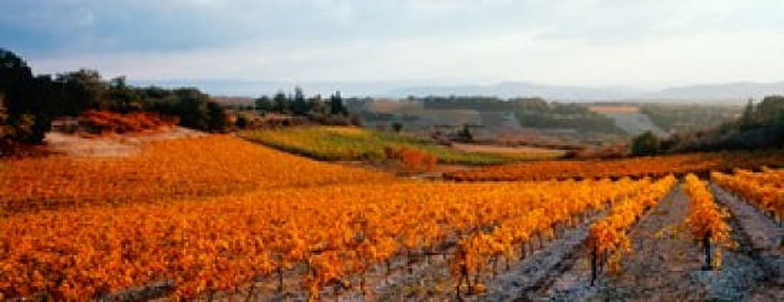 Vineyards in the late afternoon autumn light Provence-Alpes-Cote dAzur France Canvas Art - Panoramic Images (15 x 6)